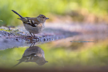 Female Chaffinch drinking water