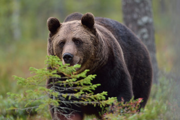Fototapeta na wymiar Brown bear in forest, North Karelia, Finland