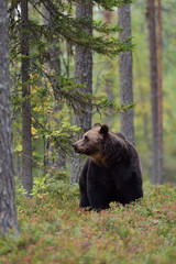 Obraz na płótnie Canvas Bear in the forest, North Karelia, Finland