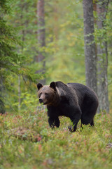 Male brown bear in the forest, North Karelia, Finland