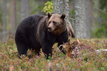 Obraz na płótnie Canvas Male bear in forest, North Karelia, Finland