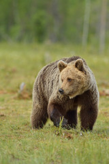 Obraz na płótnie Canvas Brown bear in the bog, North Karelia, Finland