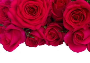 bouquet of dark  pink roses close up