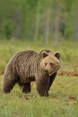 Fototapeta na wymiar Brown bear in the bog, North Karelia, Finland