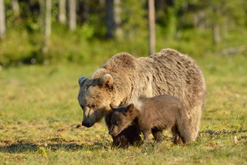 Bear with cub in the bog, North Karelia, Finland