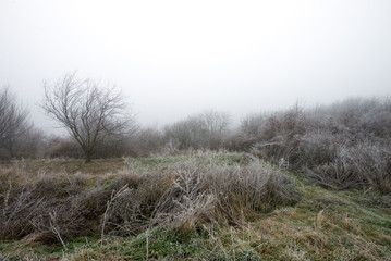 Winter landscape.