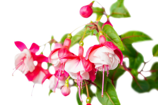 beautiful red and white fuchsia flower is isolated on the white