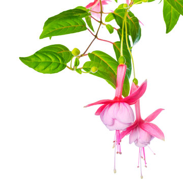 delicate pink fuchsia of an unusual form is isolated on the whit