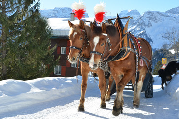 Fototapeta na wymiar Pair of horses. Braunwald, famous Swiss skiing resort