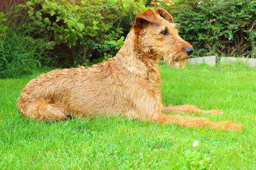 pretty terrier