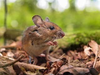 Naklejka na ściany i meble Field Mouse (Apodemus sylvaticus) praying