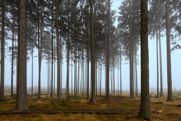 Winter forest in mist.