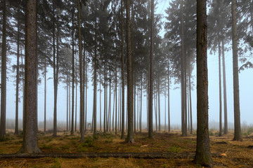 Obraz premium Winter forest in mist.