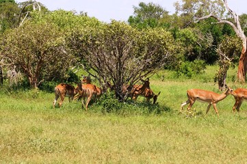 Naklejka na ściany i meble Antilopenherde in Tsavo Ost - Kenia