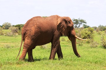 Fototapeta na wymiar Roter Elefant im Tsavo Ost Nationalpark - Kenia 