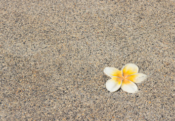 Fototapeta na wymiar Plumeria flower on a background