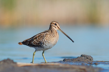 Common Snipe