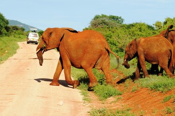 Rote Elefantenherde mit Jungtieren in Tsavo West - Kenia