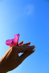 hand fly