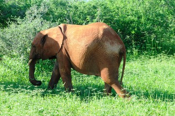 Fototapeta na wymiar Roter Elefant in Tsavo West - Kenia