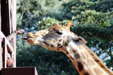 Giraffenfütterung Center neben dem Karen Blixen Museum - Kenia