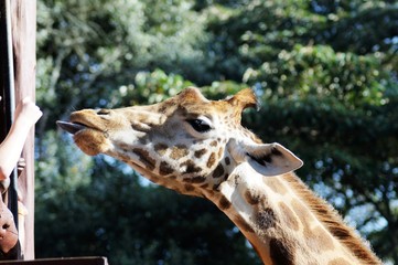 Obraz premium Giraffenfütterung Center neben dem Karen Blixen Museum - Kenia