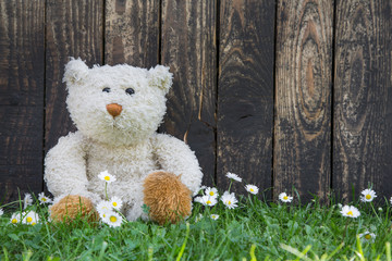 Teddybär allein im Sommer