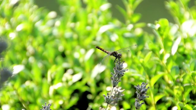 Libelle auf Lavendelbl&uuml;te