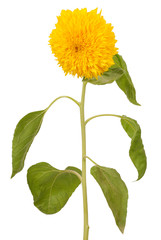Decorative sunflower