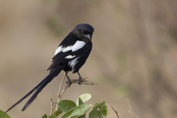 Magpie shrike (Urolestes melanoleucus)