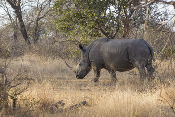 White rhinoceros - square-lipped rhinoceros (Ceratotherium simu