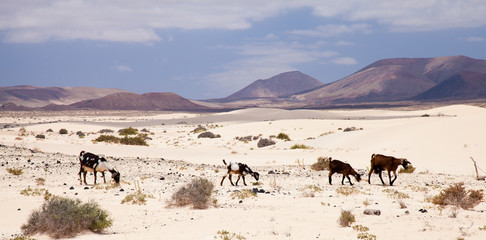 Fototapeta na wymiar Goats in the dunes of Fuerteventura