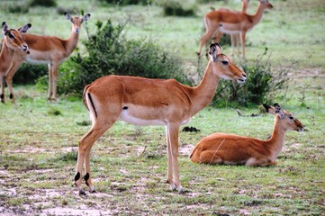 Springböcke mit Jungtier - Antilope - Masai Mara - Kenia