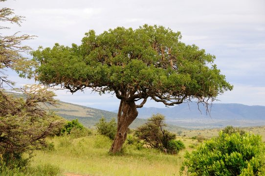 Leberwurstbaum mit Früchten in der Masai Mara - Kenia