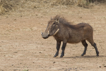 Naklejka na ściany i meble Warthog (Phacochoerus africanus)