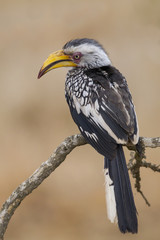 Southern yellow-billed hornbill (Tockus leucomelas)