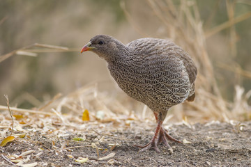 Natal spurfowl or Natal francolin (Pternistis natalensis)