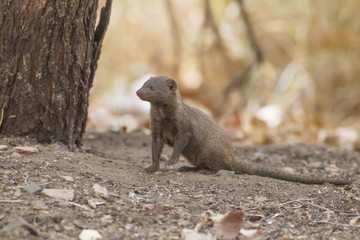 Dwarf mongoose (Helogale parvula)