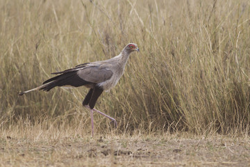 Secretary bird (Sagittarius serpentarius)