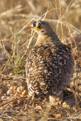 Double-banded sandgrouse (Pterocles bicinctus)