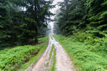 Obraz premium Forest trail among trees on a foggy autumn morning