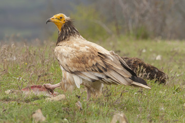 Vulture ( Neophron percnopterus ) feeding on the ground