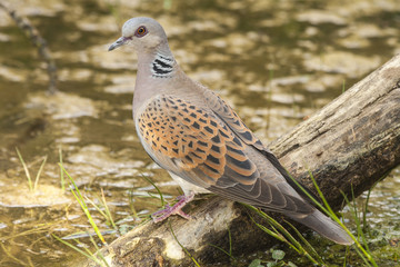 European Tortola( Streptopelia turtur ) , drinking at a waterhol