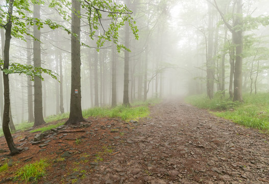 Forest trail among trees on a foggy autumn morning