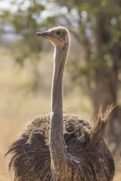 Closeup - Common ostrich (Struthio camelus)