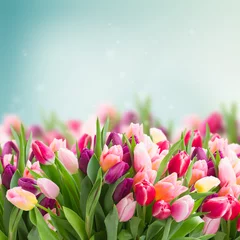 Fotobehang Tulp bos roze tulpen