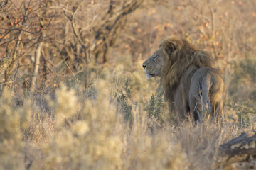The gaze of the king - Lion (Panthera leo)