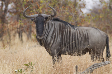 Blue wildebeest (Connochaetes taurinus)