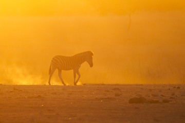 Burning sunset - Burchell's zebra (Equus quagga burchellii)