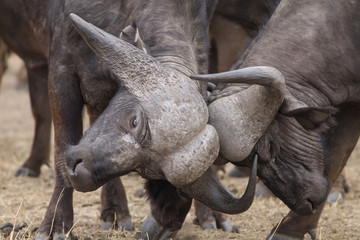 Time to fight - African Buffalo (Syncerus caffer)